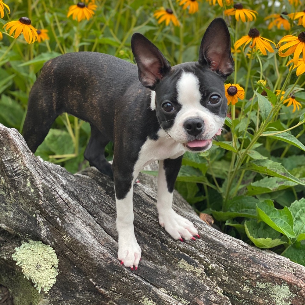 Meet your Posher, Shelly